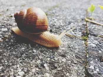 Close-up of snail
