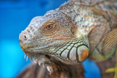 Close-up of lizard