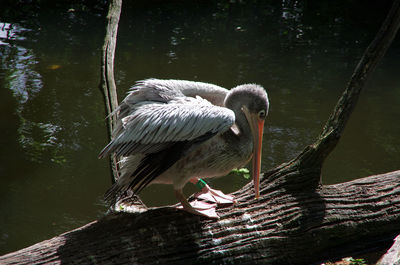 Birds perching on a tree