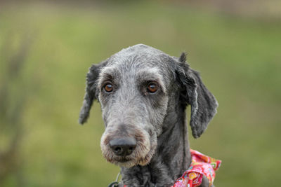 Close-up of dog outdoors