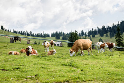 Cattle grazing on field against sky