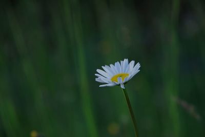 Close-up of daisy at dusk 