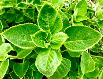 Full frame shot of green leaves