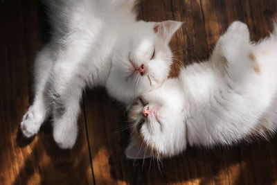 Close-up of white cat