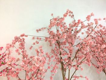 Low angle view of pink cherry blossoms against sky