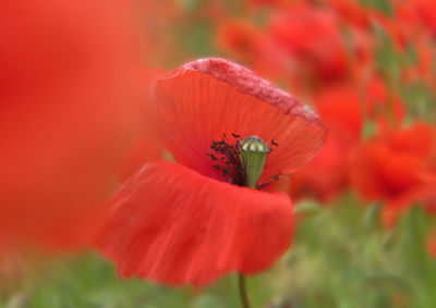 Close-up of insect on red hibiscus