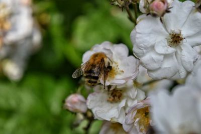 Close-up of bee pollinating on fresh white flower