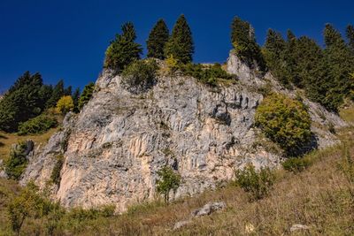 Low angle view of trees on rock against sky