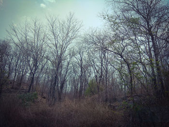 Bare trees in forest against sky