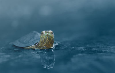 Close-up of jellyfish swimming in water