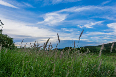 Close-up of grass on field against sky