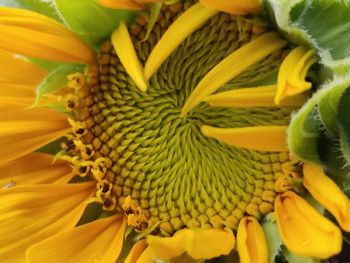 Close-up of yellow flowering plant