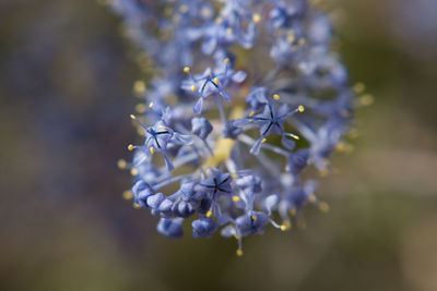 Close-up of insect on plant