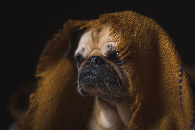 Close-up of dog