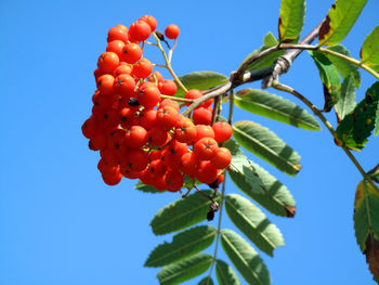 Low angle view of red berries on tree against sky