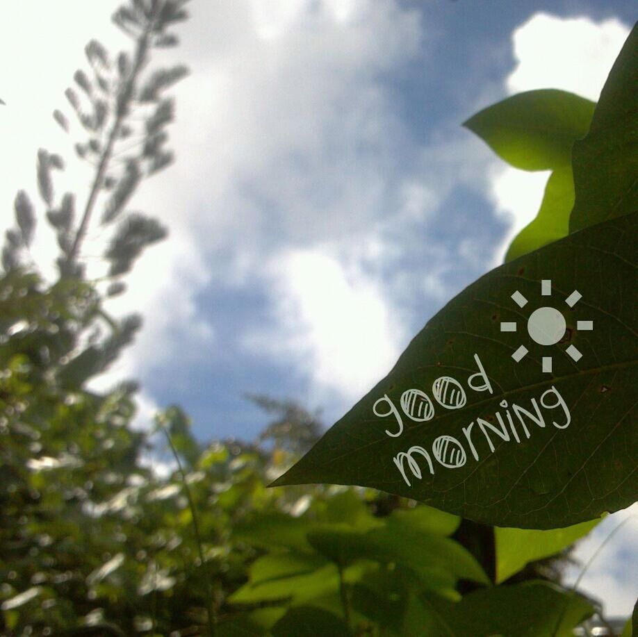 text, low angle view, sky, communication, western script, leaf, growth, close-up, cloud - sky, tree, focus on foreground, green color, cloud, nature, day, cloudy, outdoors, no people, plant, guidance