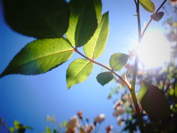 Close-up of fresh green plant against sky