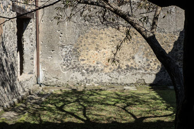 Close-up of tree