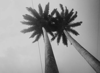 Low angle view of tree against clear sky