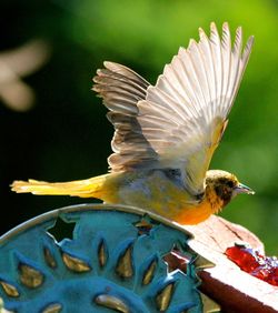 Close-up of bird flying