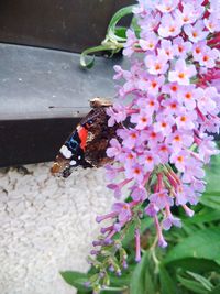 Close-up of butterfly pollinating on purple flower