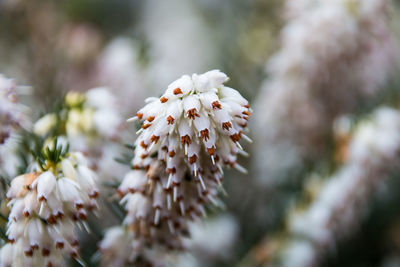 Close-up of fresh white flowers