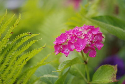 Close-up of pink flowering plant leaves