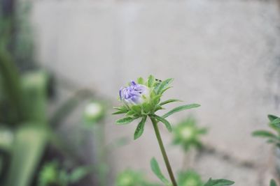 Close-up of flower against blurred background