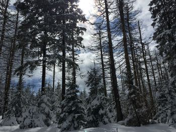 Pine trees in forest during winter