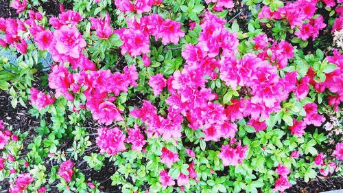 Full frame of pink flowers