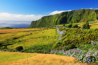 Scenic view of green field against sky