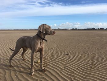 Horse on desert against sky