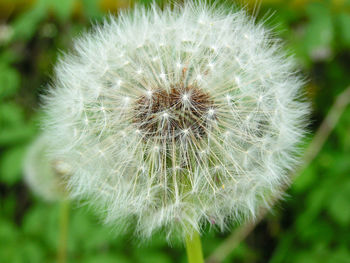 Close-up of dandelion flower