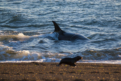 View of horse on beach