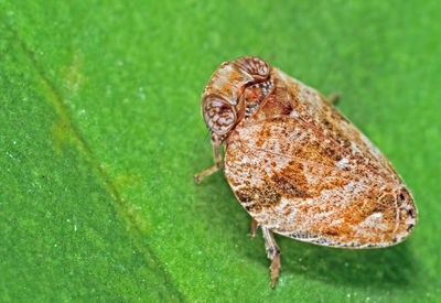 Close-up of insect on leaf