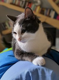 Close-up of cat resting on blanket