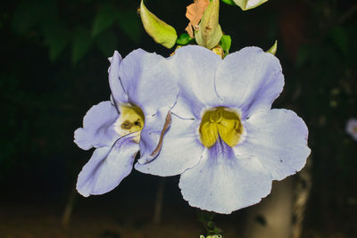 Close-up of iris flower