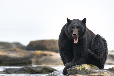 Bear on rocks