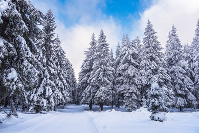 Trees on snow covered landscape