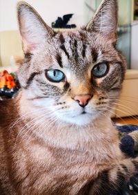 Close-up portrait of a cat