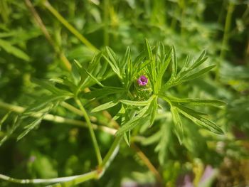 Close-up of insect on plant