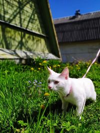 View of a cat on field