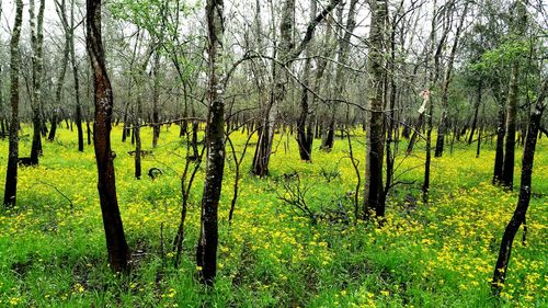 Trees on grassy field