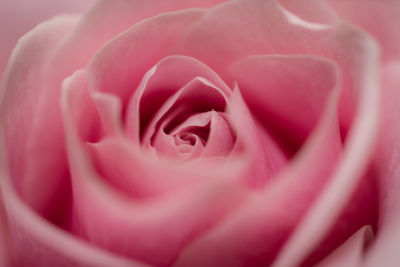 Close-up of pink rose