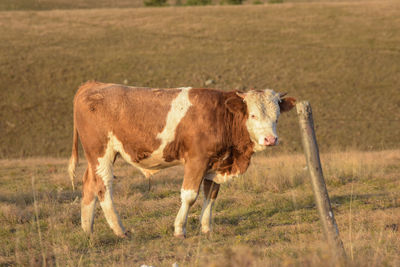 Cow standing in a field