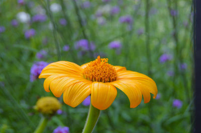 Close-up of yellow flower