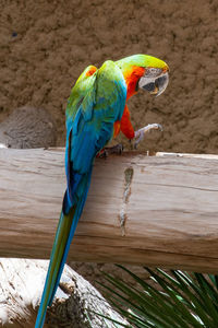 Close-up of parrot perching on wood