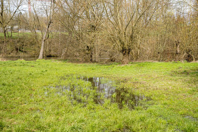 Scenic view of grass in forest