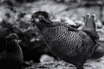 Close-up of a bird