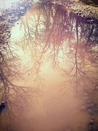 Reflection of bare trees in water